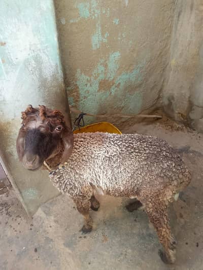 dumba for sell