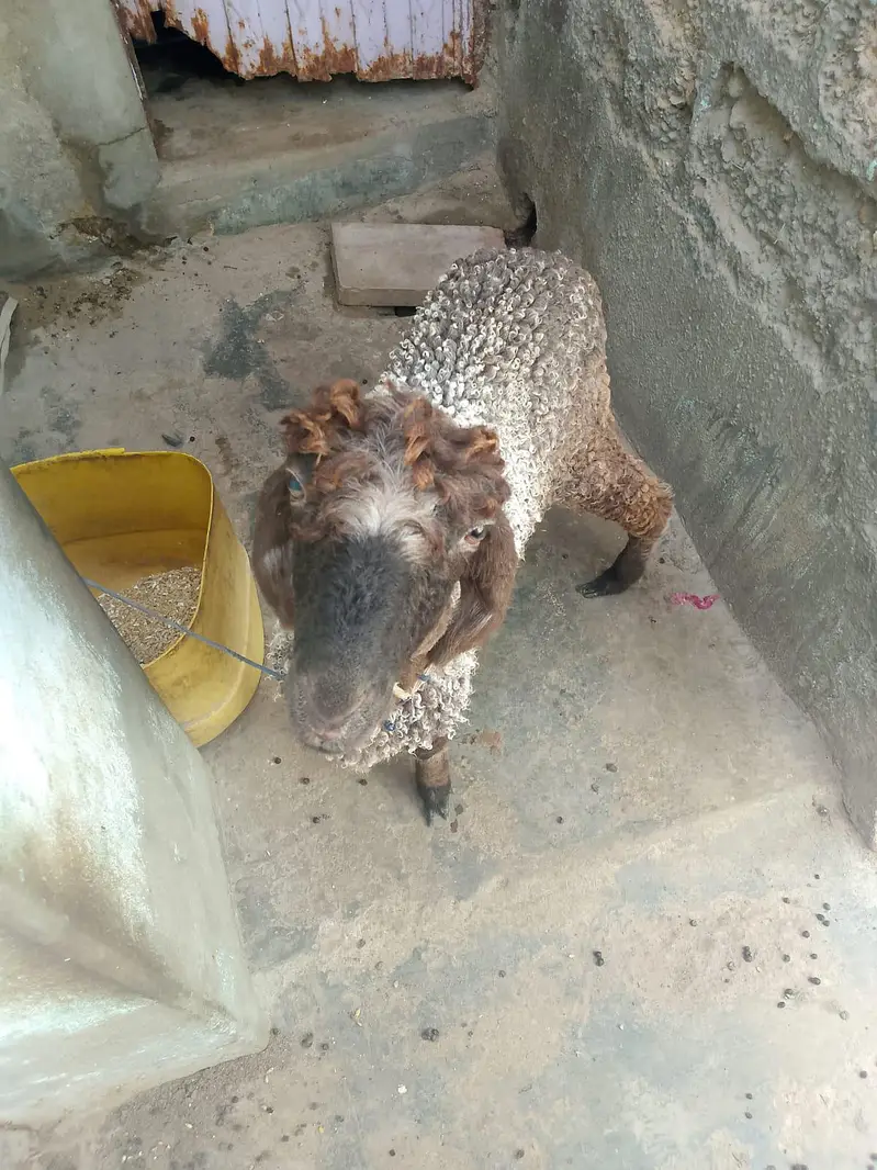 dumba for sell — photo 2