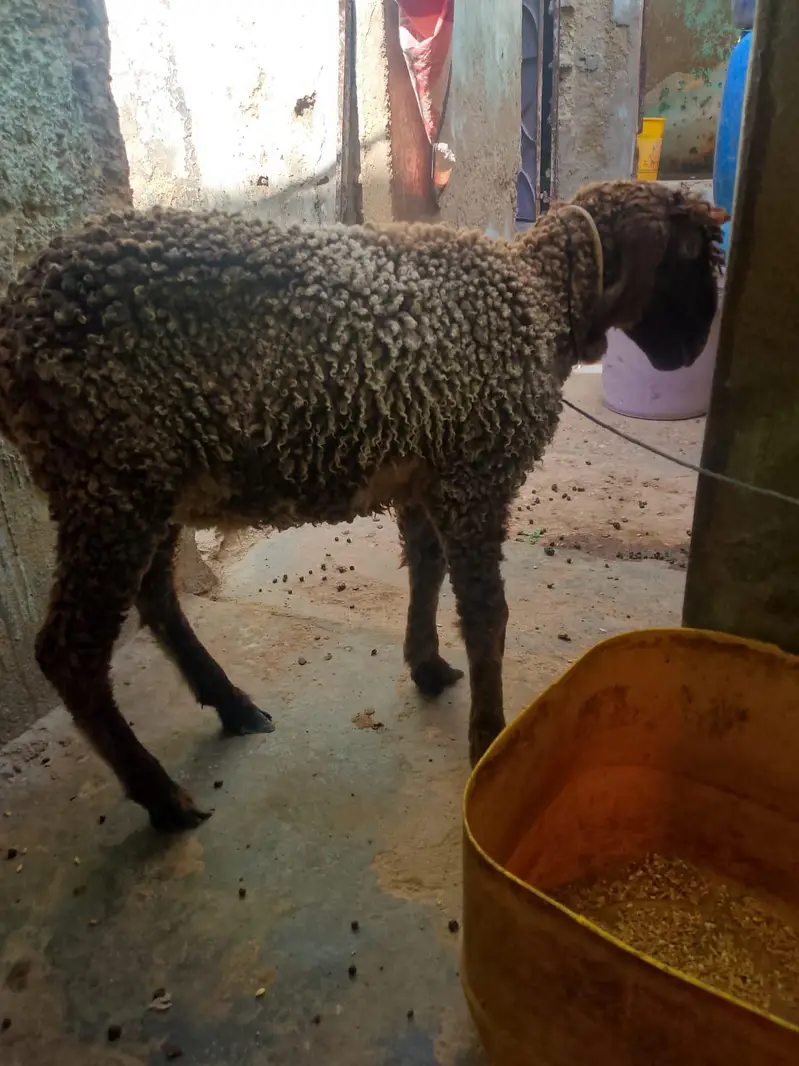 dumba for sell — photo 3