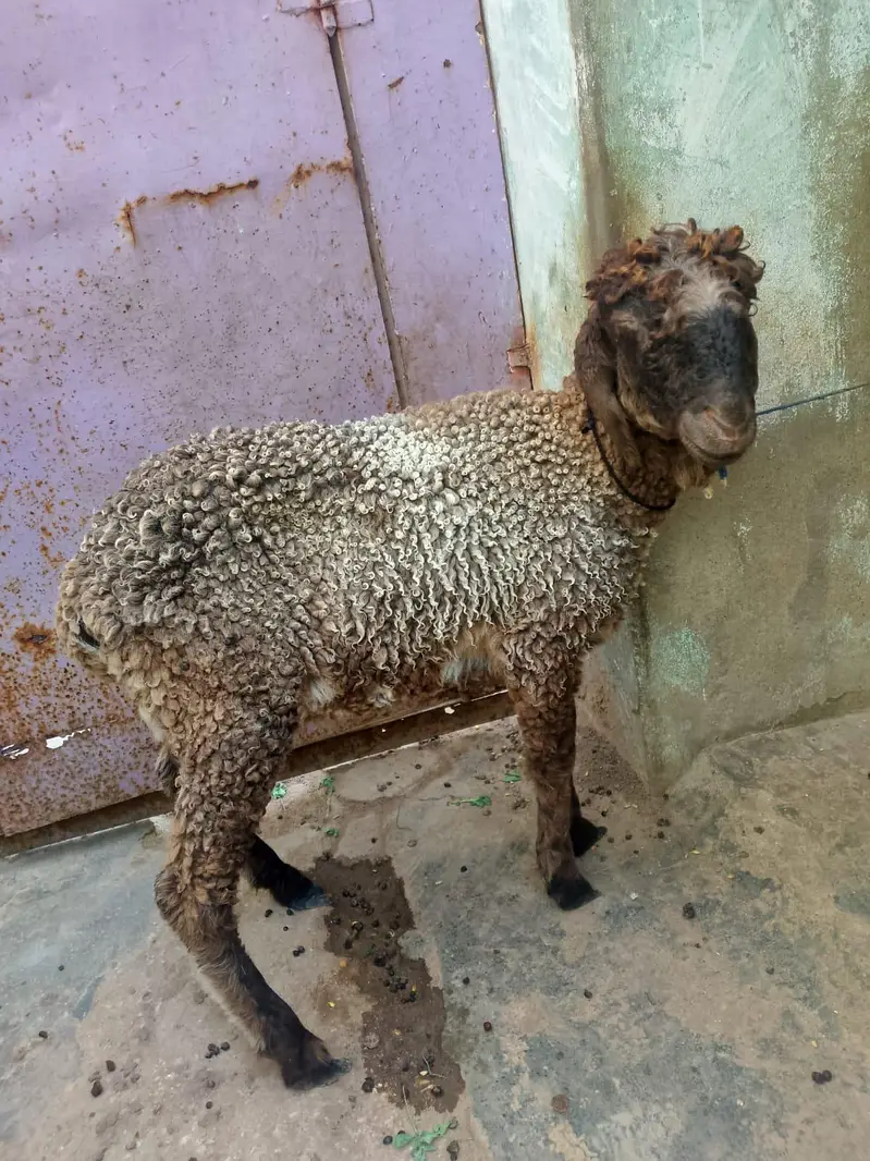 dumba for sell — photo 4