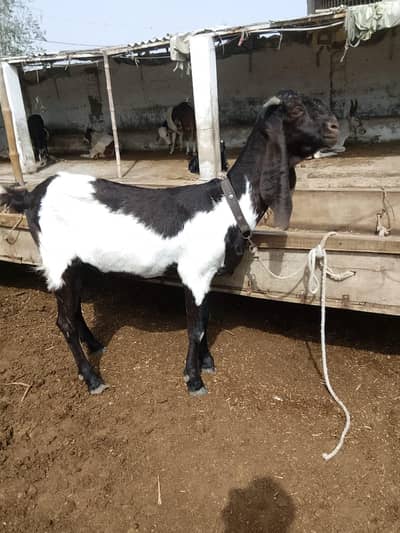 kamori bakri 2 month cross height lenght ki achi hy