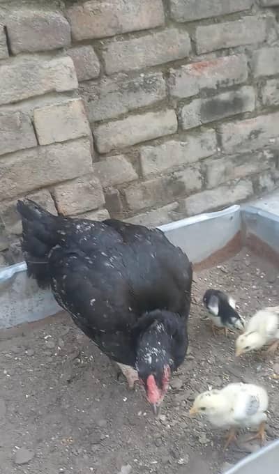 High quailty aseel ben witb 3 chicks. 03125110520