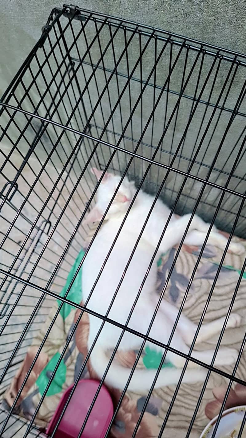 Persian cat 0