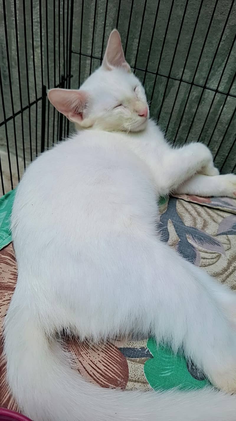 Persian cat 1