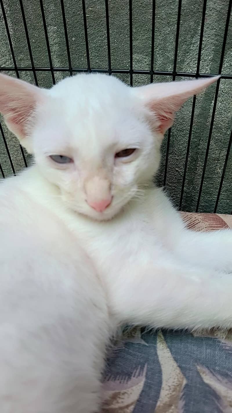 Persian cat 2