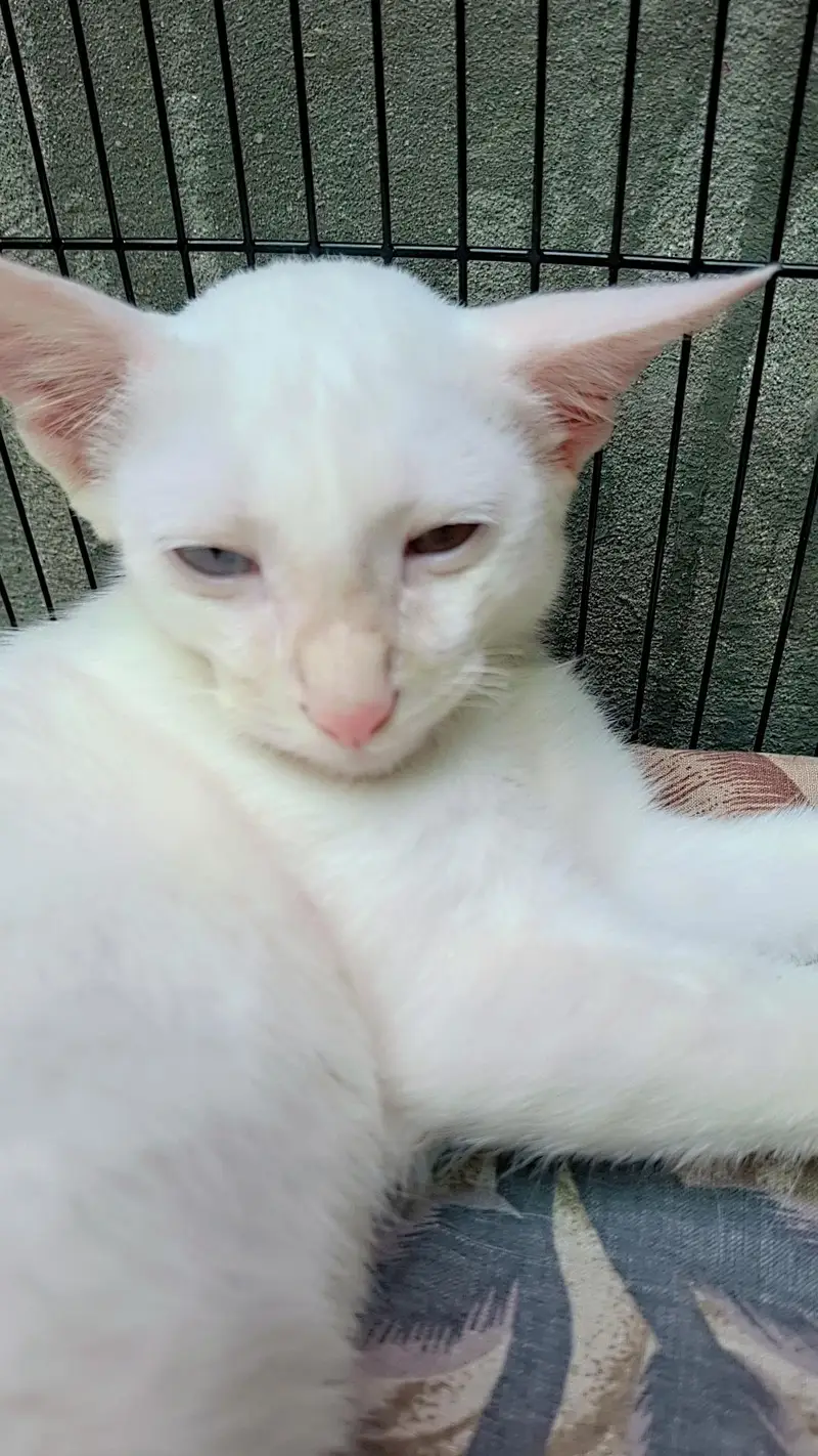 Persian cat — photo 3