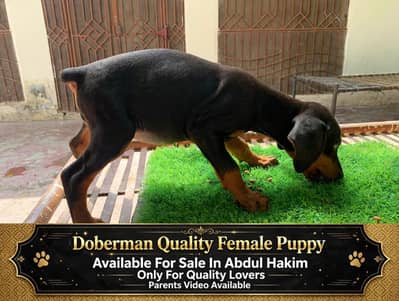 Urgent for sale doberman female puppy