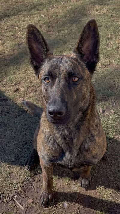 Dutch shepherd nasl hai boht Kim hai as ki nasl Pakistan m 03209463681