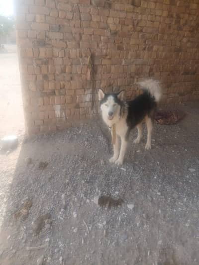 Siberian husky