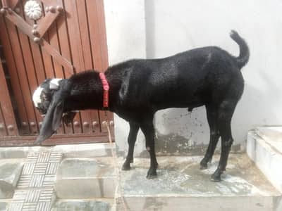 Breeder bakra for sale