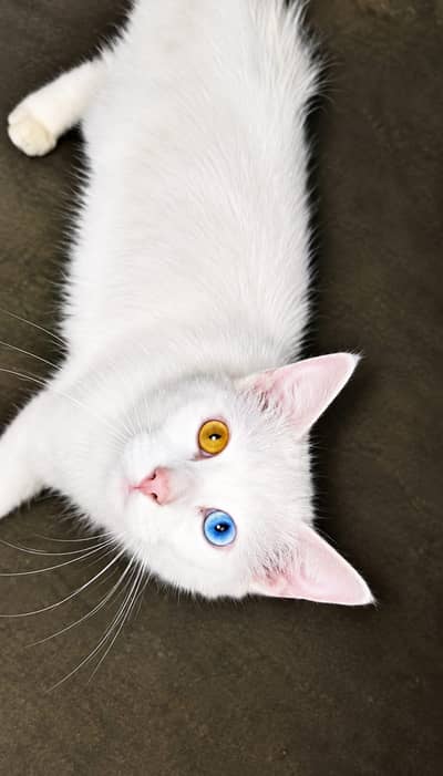 blue and yellow eyes