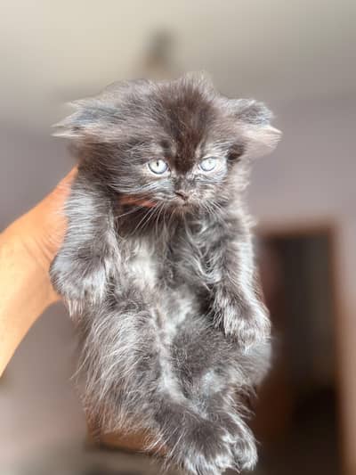 kittens available for sale