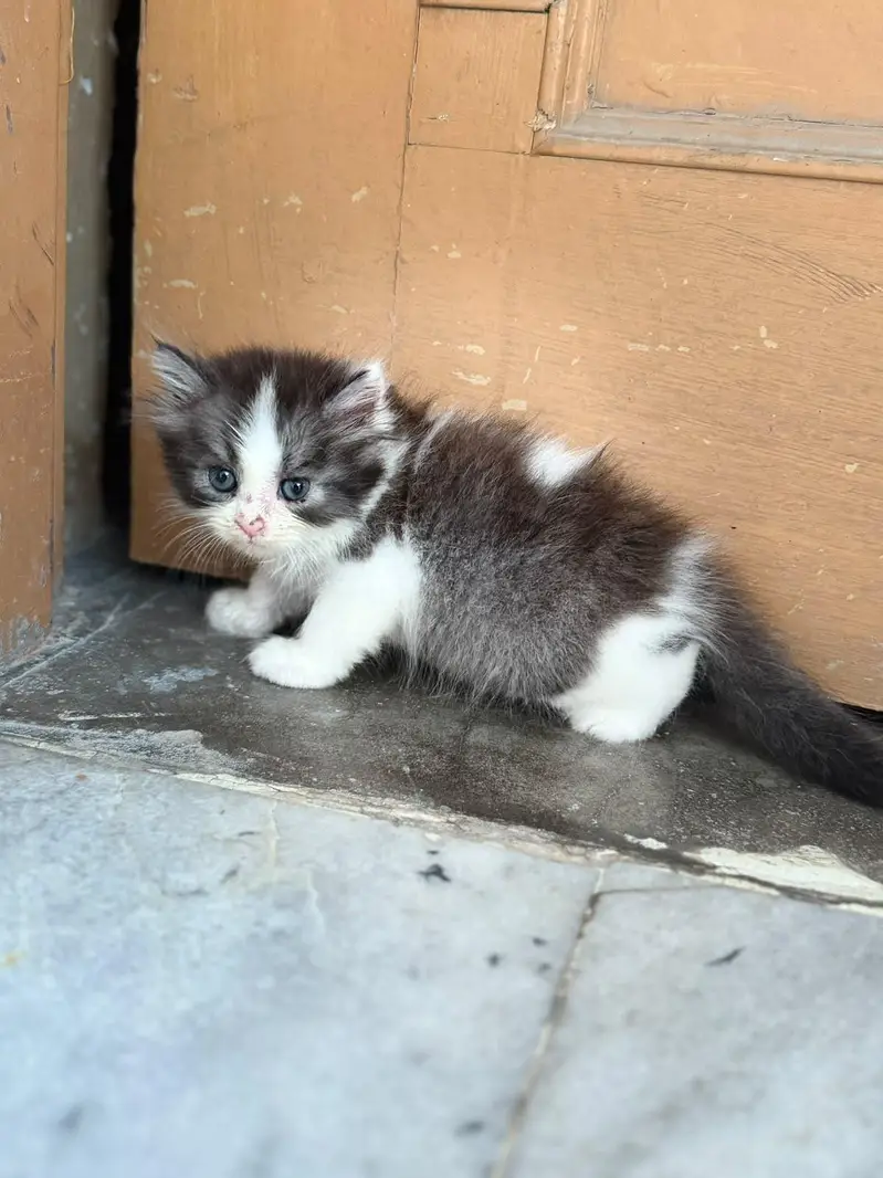kittens available for sale — photo 2