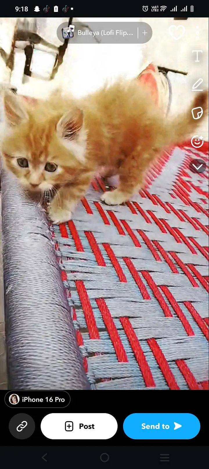 kittens available for sale — photo 4