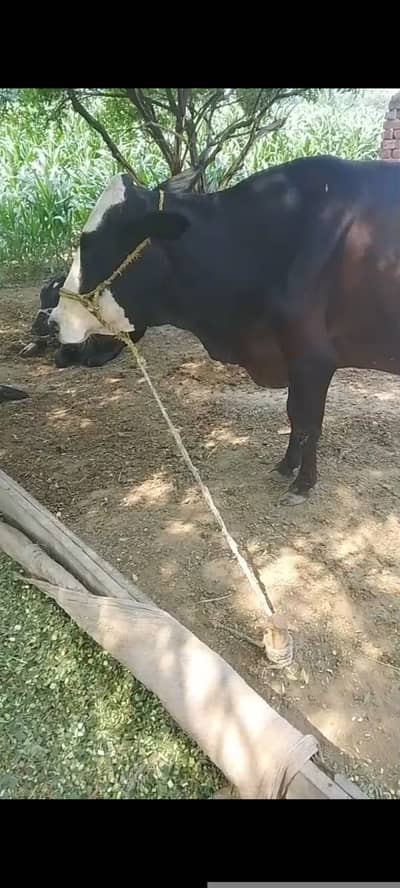 03017824518Cow with calf (Gaaye k sath Wacha b 2 maah ka)