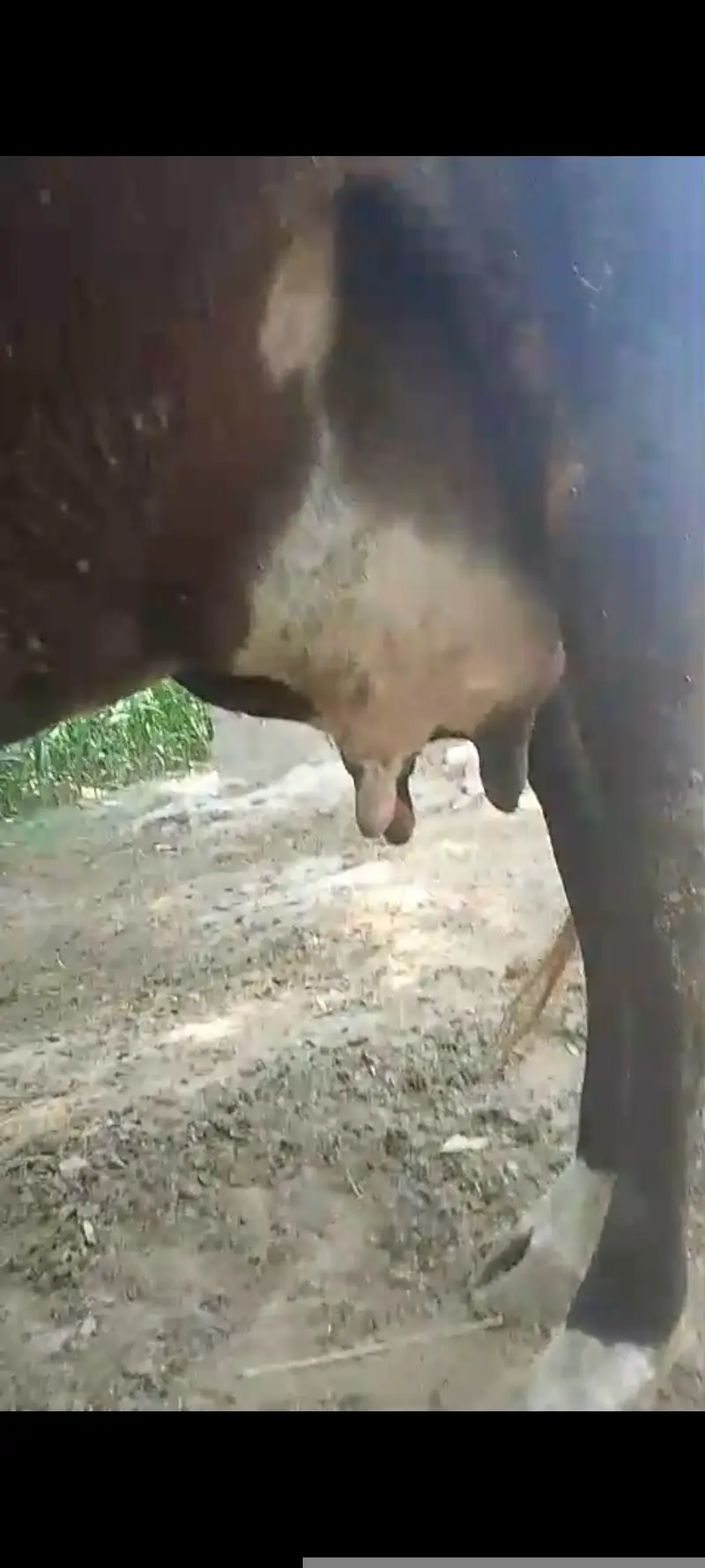 03017824518Cow with calf (Gaaye k sath Wacha b 2 maah ka) — photo 2