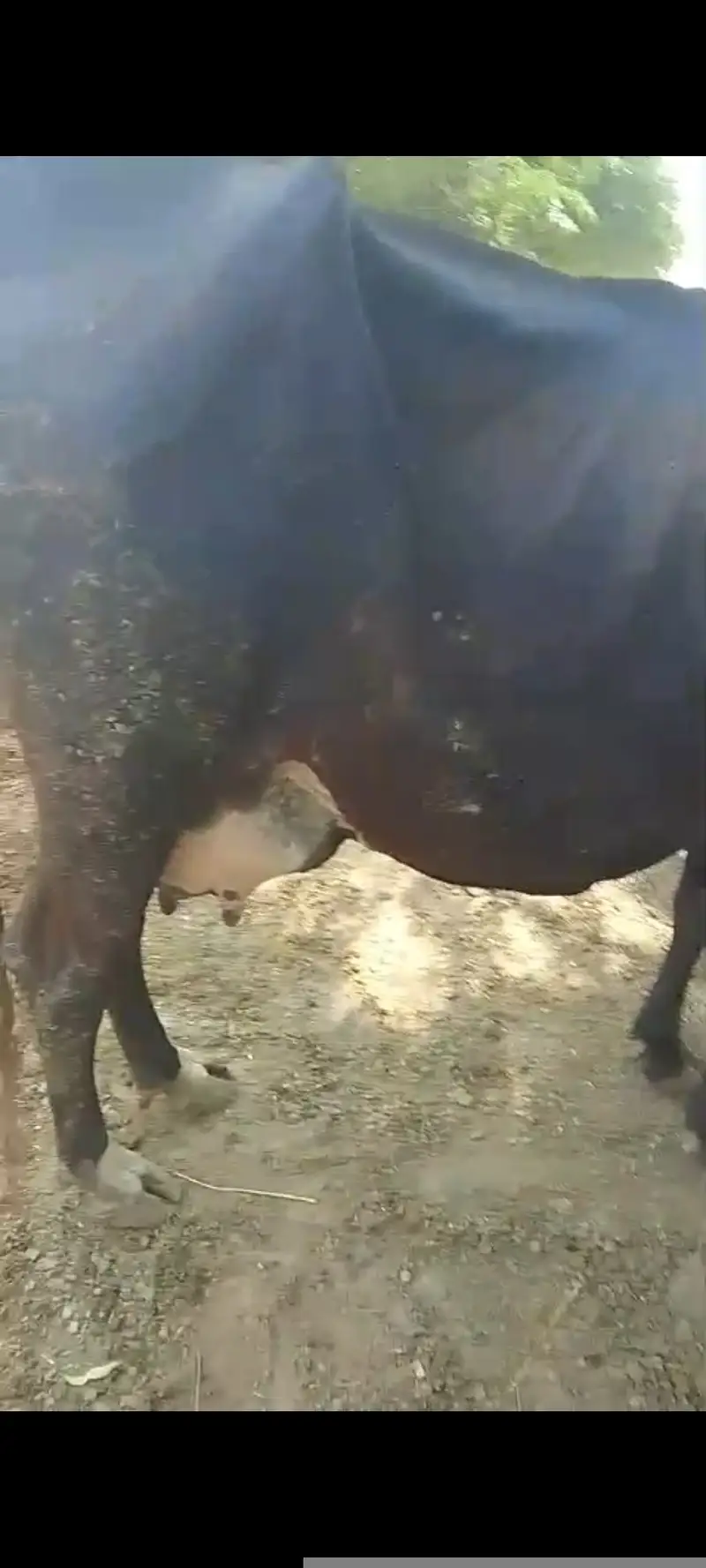 03017824518Cow with calf (Gaaye k sath Wacha b 2 maah ka) — photo 3