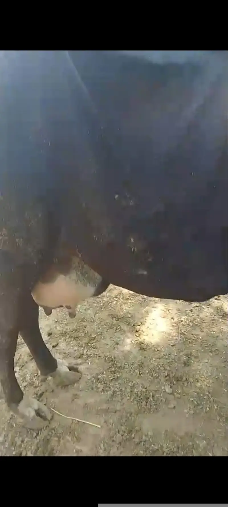 03017824518Cow with calf (Gaaye k sath Wacha b 2 maah ka) — photo 4
