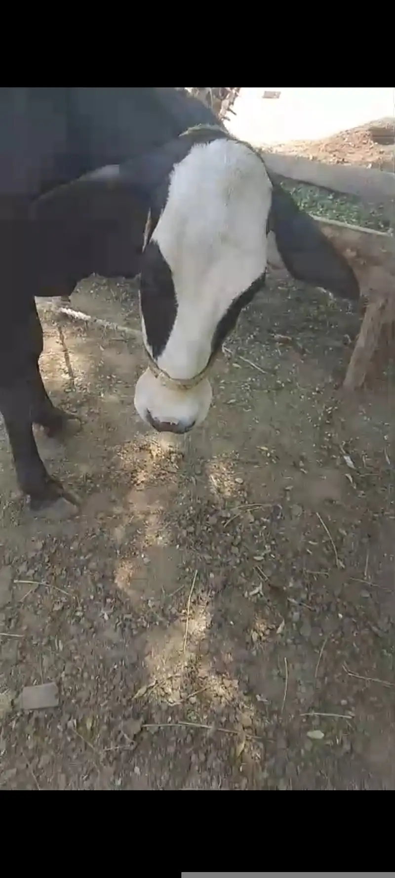 03017824518Cow with calf (Gaaye k sath Wacha b 2 maah ka) — photo 5