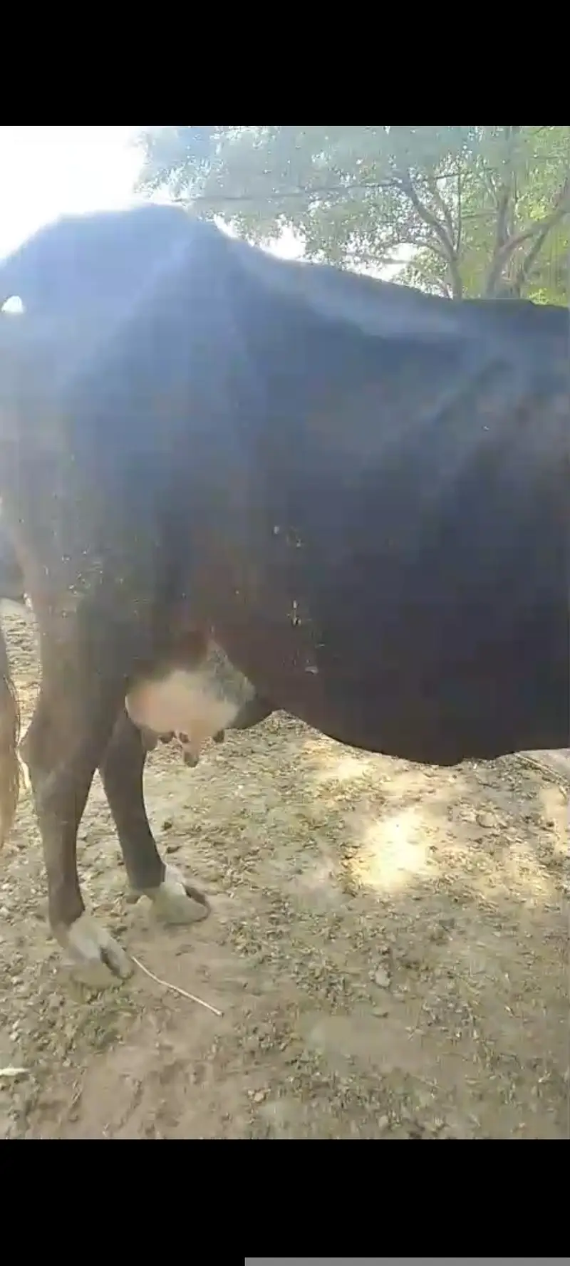 03017824518Cow with calf (Gaaye k sath Wacha b 2 maah ka) — photo 6