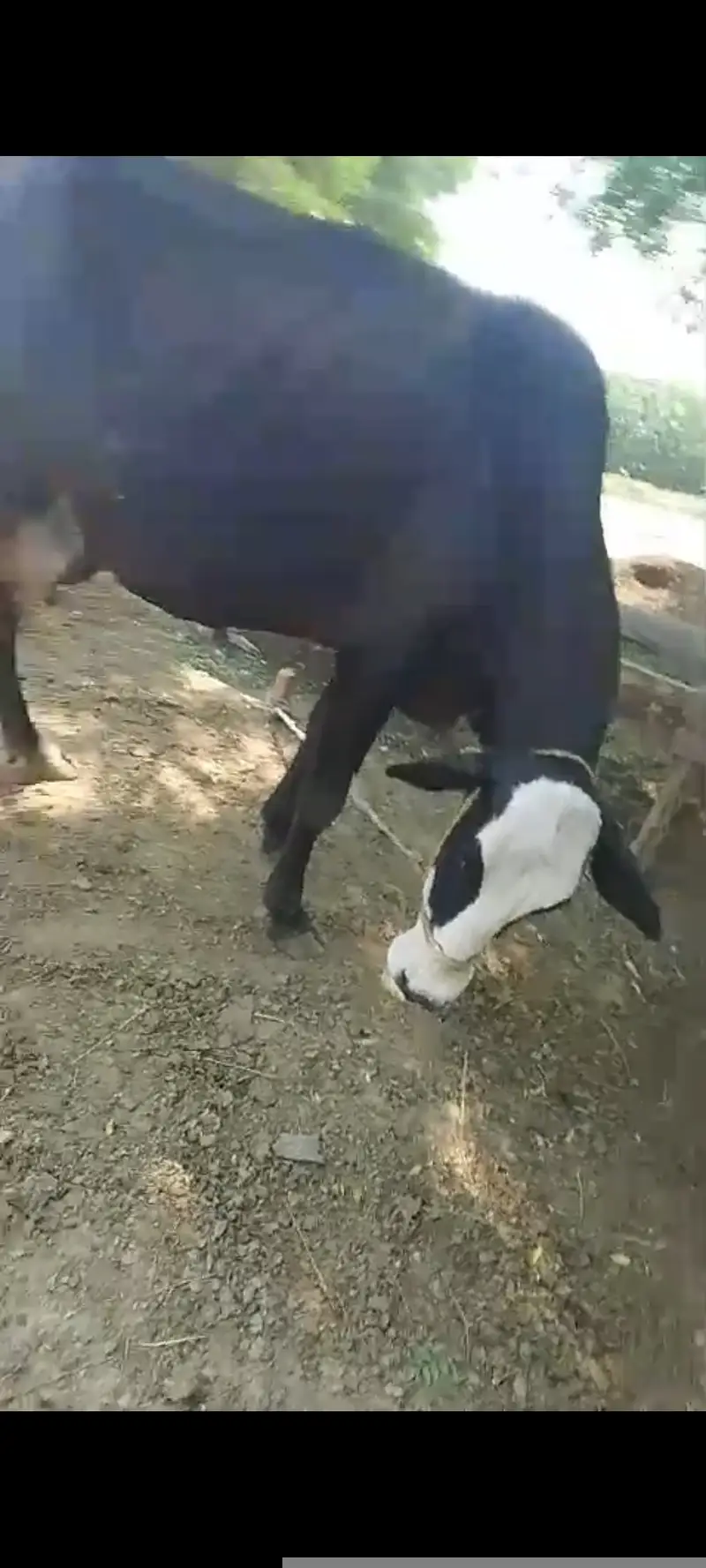 03017824518Cow with calf (Gaaye k sath Wacha b 2 maah ka) — photo 7