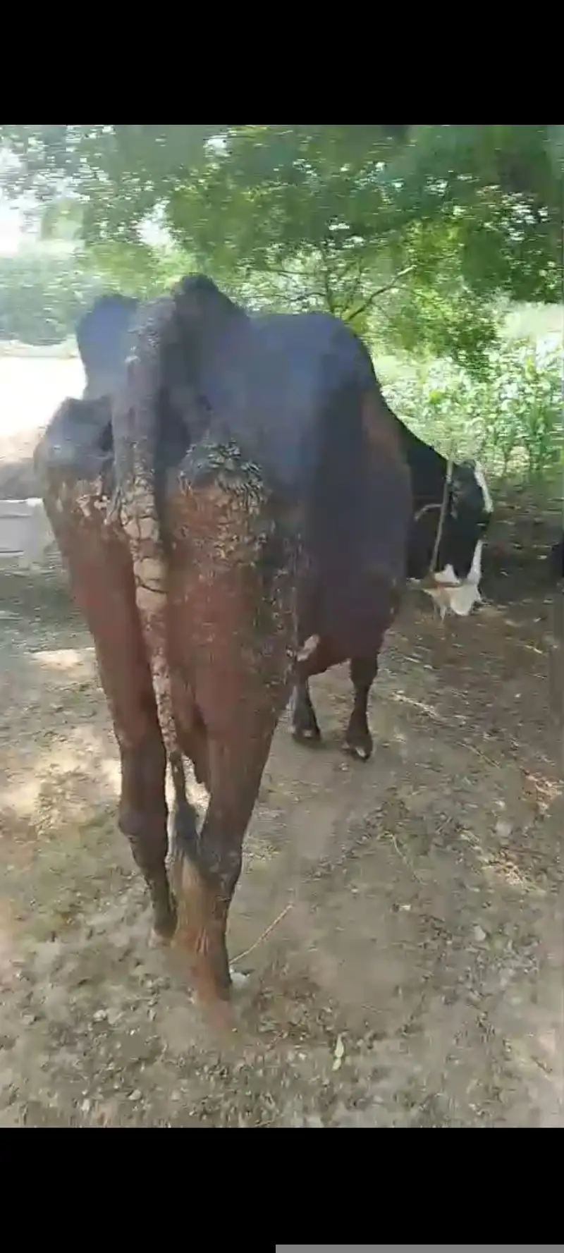 03017824518Cow with calf (Gaaye k sath Wacha b 2 maah ka) — photo 8