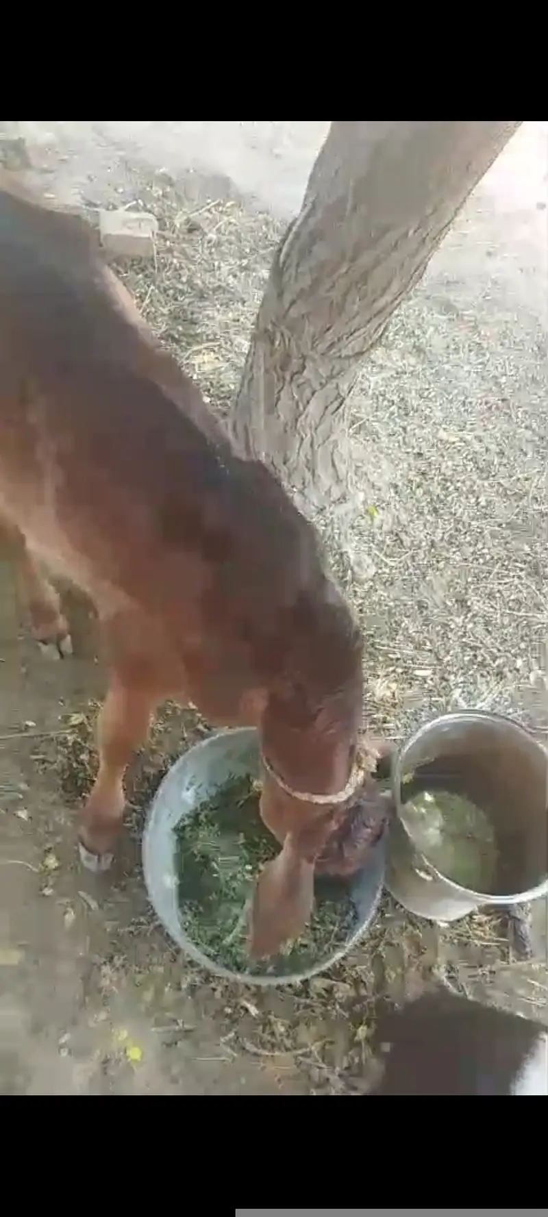 03017824518Cow with calf (Gaaye k sath Wacha b 2 maah ka) — photo 9