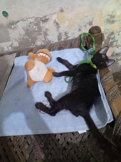 Healthy Black Kitten / Cat for Adoption / Sale