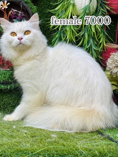 persian cats diffrent price  03248450839 watsap