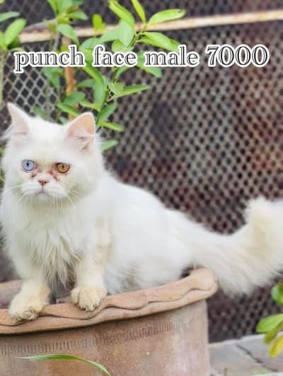 persian cats diffrent price  03248450839 watsap