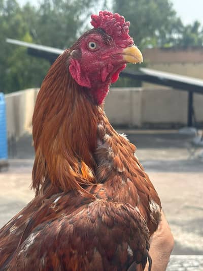 High quality Aseel birds available
