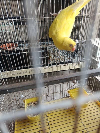 yellow breeder female for sale 03007333247