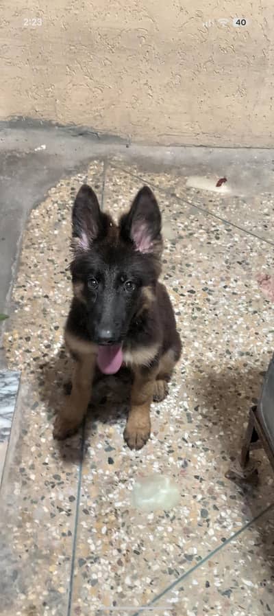 German shepherd female top quality puppy