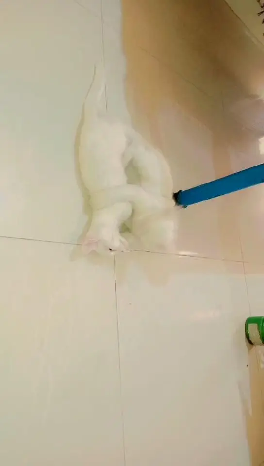 White Persian pair with litter-2 months,Shahdara Lahore — photo 3