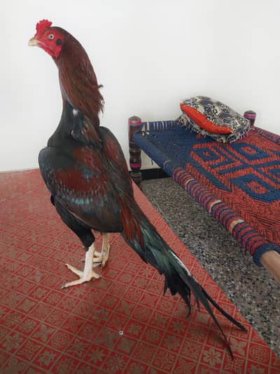 Pure Mianwali Aseel murga Lehrene wala