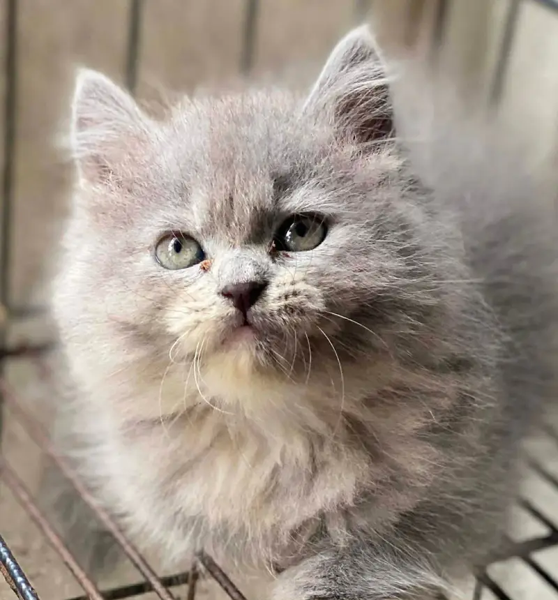 Persian kittens | triple coat | fluffy | 0320//56065//57 — photo 3