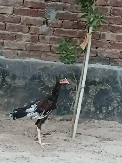 Male Hen Aseel patha