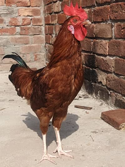 ghr ka pala hua desi murgha