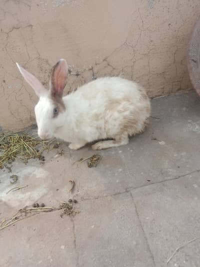 pregnant female rabbit for sale