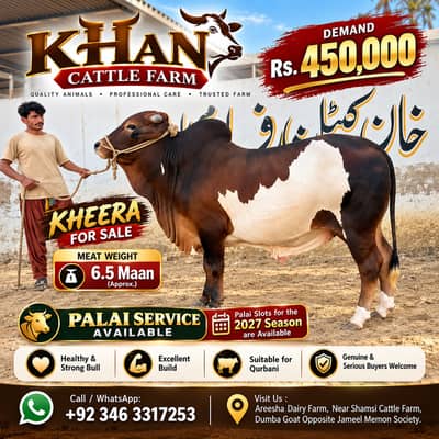 Desi Bachra | Kheera bachra | Ablak | Palai Service | Cholistani Bull