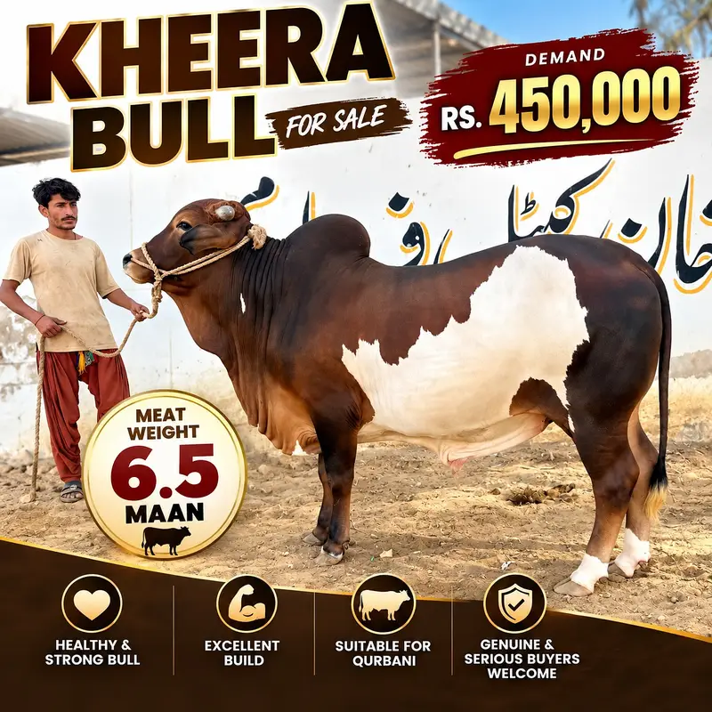 Desi Bachra | Kheera bachra | Ablak | Palai Service | Cholistani Bull — photo 2
