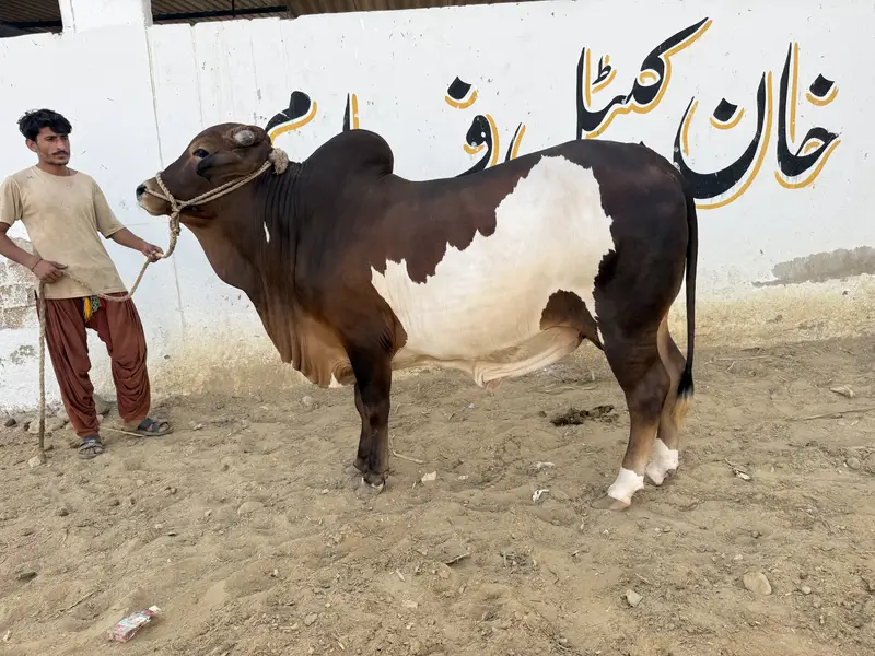 Desi Bachra | Kheera bachra | Ablak | Palai Service | Cholistani Bull — photo 5