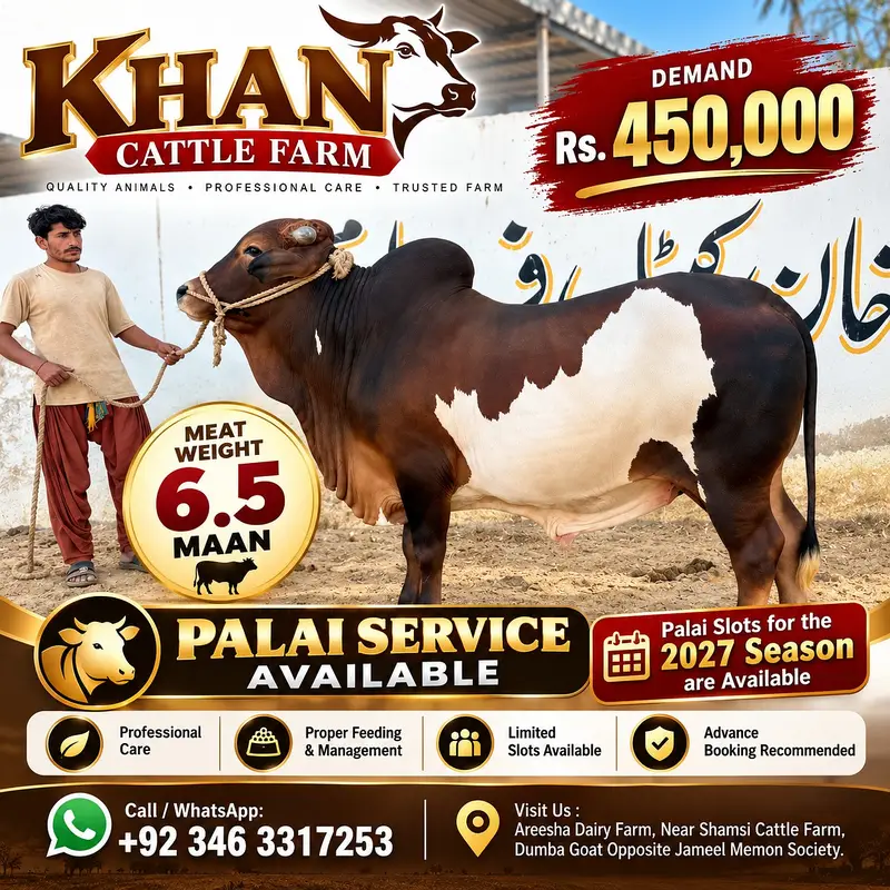 Desi Bachra | Kheera bachra | Ablak | Palai Service | Cholistani Bull — photo 6