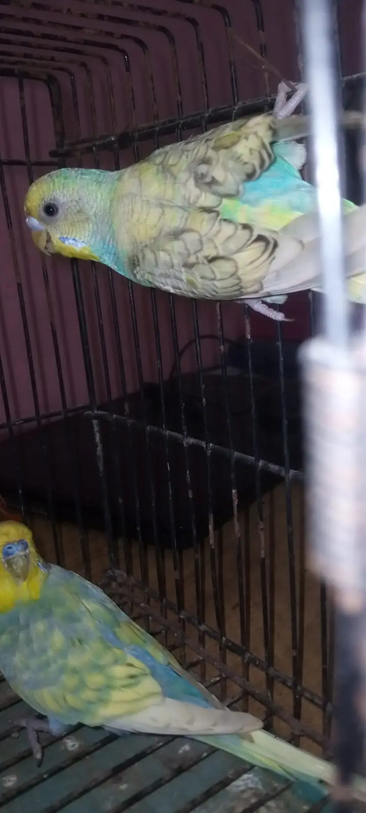 rainbow male — photo 2