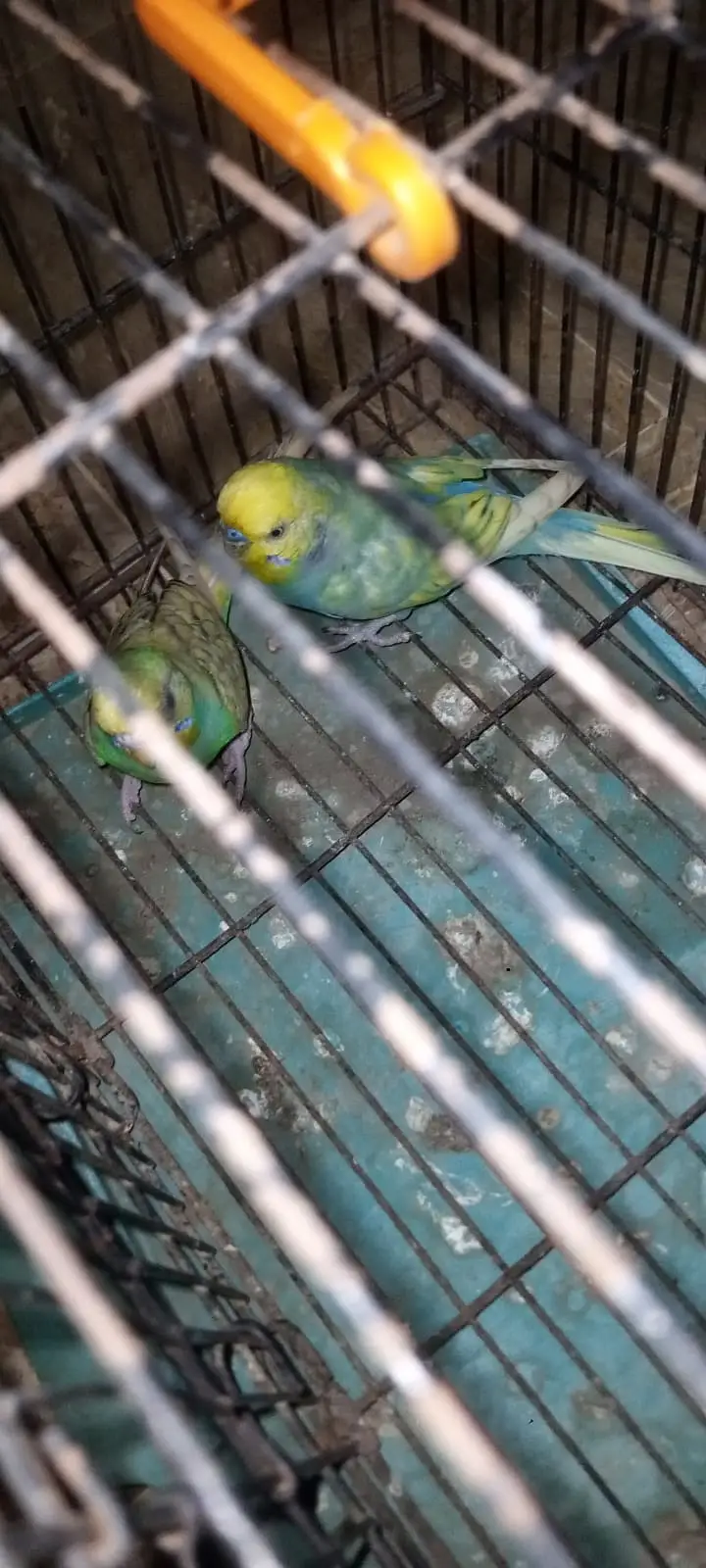 rainbow male — photo 3