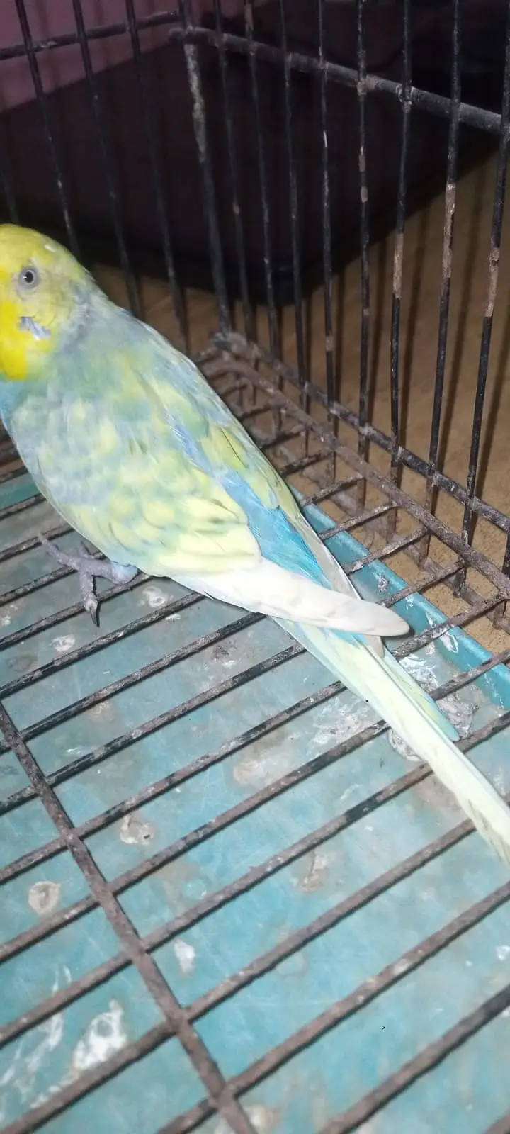 rainbow male — photo 4