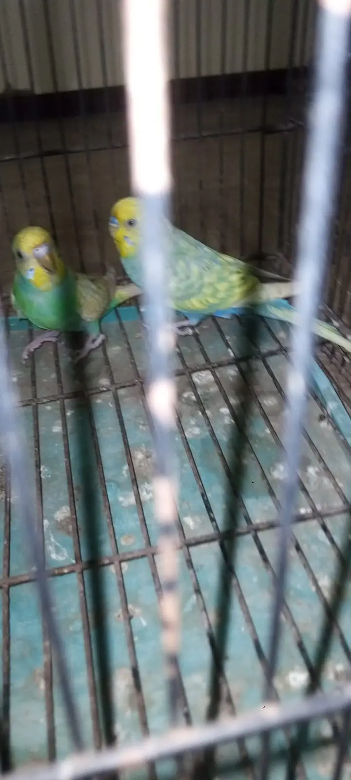 rainbow male — photo 5