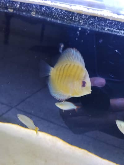 Discus fish