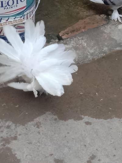 fancy pigeons