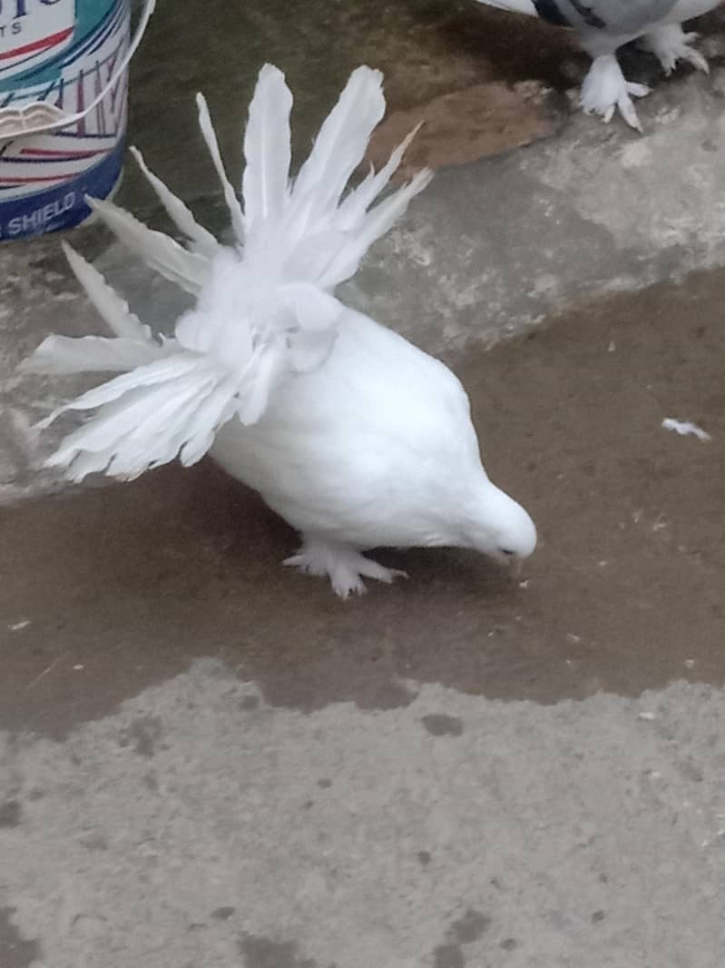 fancy pigeons 1